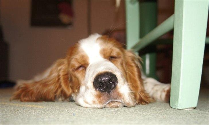 Cocker spaniel Liva billede 3