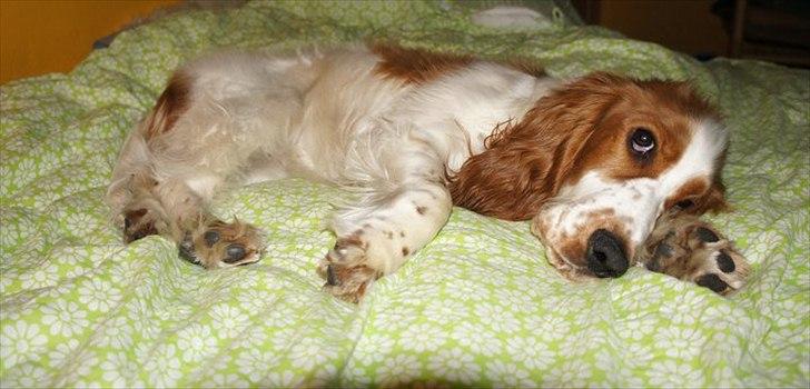 Cocker spaniel Liva billede 7