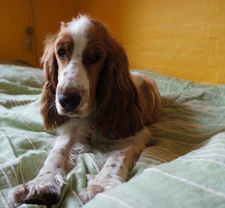 Cocker spaniel Liva billede 8