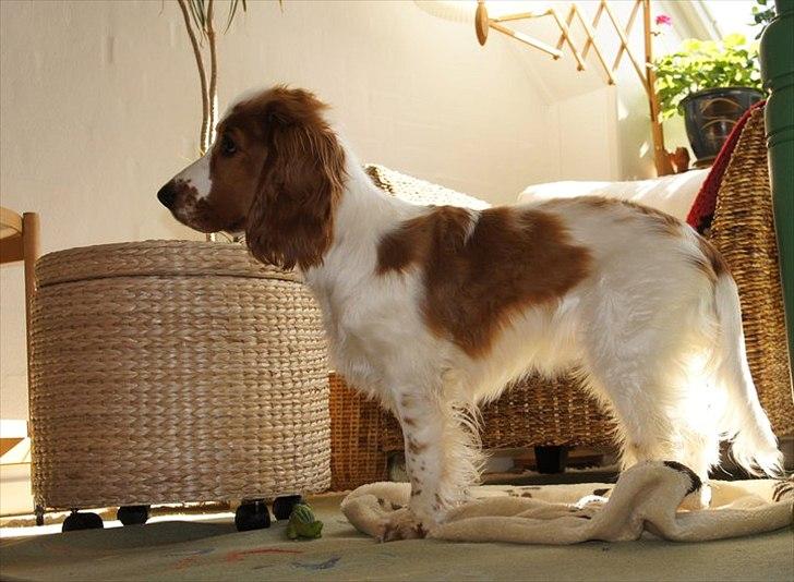 Cocker spaniel Liva billede 5