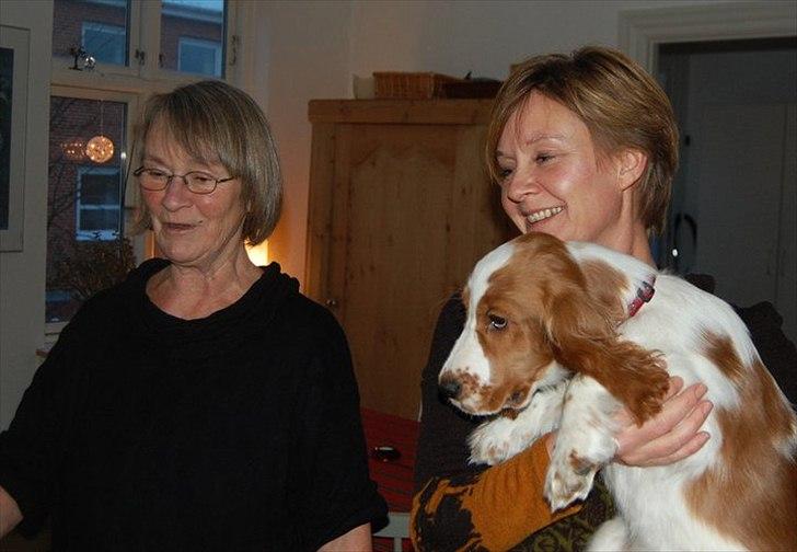 Cocker spaniel Liva billede 12