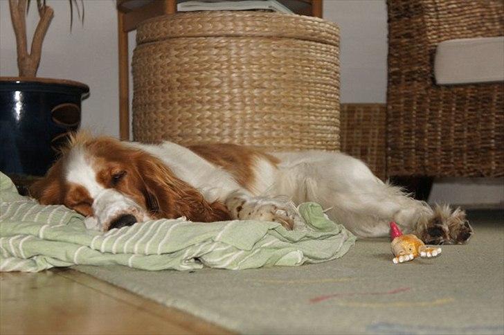 Cocker spaniel Liva billede 9