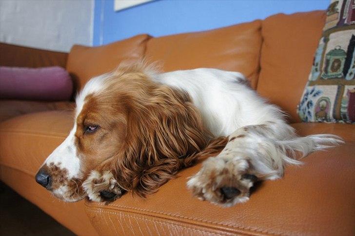 Cocker spaniel Liva billede 4