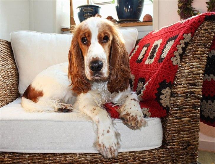 Cocker spaniel Liva billede 1