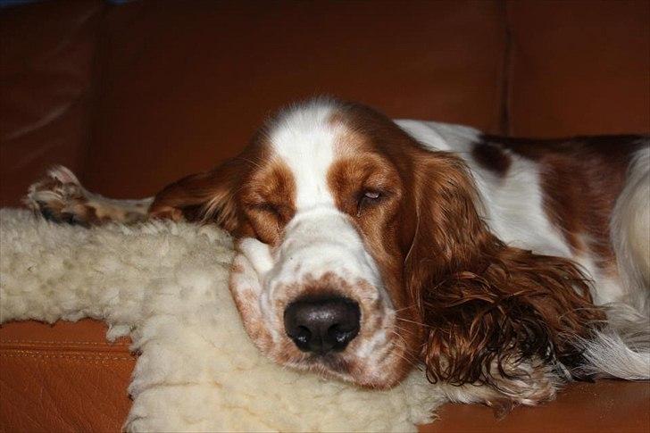 Cocker spaniel Liva billede 2