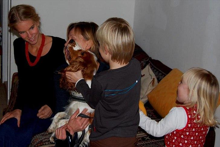 Cocker spaniel Liva billede 6