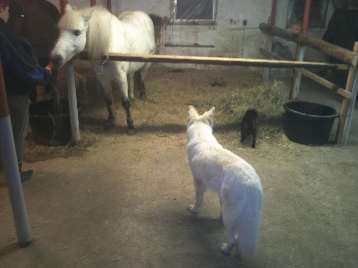 Hvid schæfer mille - se mig far, jeg holder øje med både hestene og lillebror max..:-) billede 6