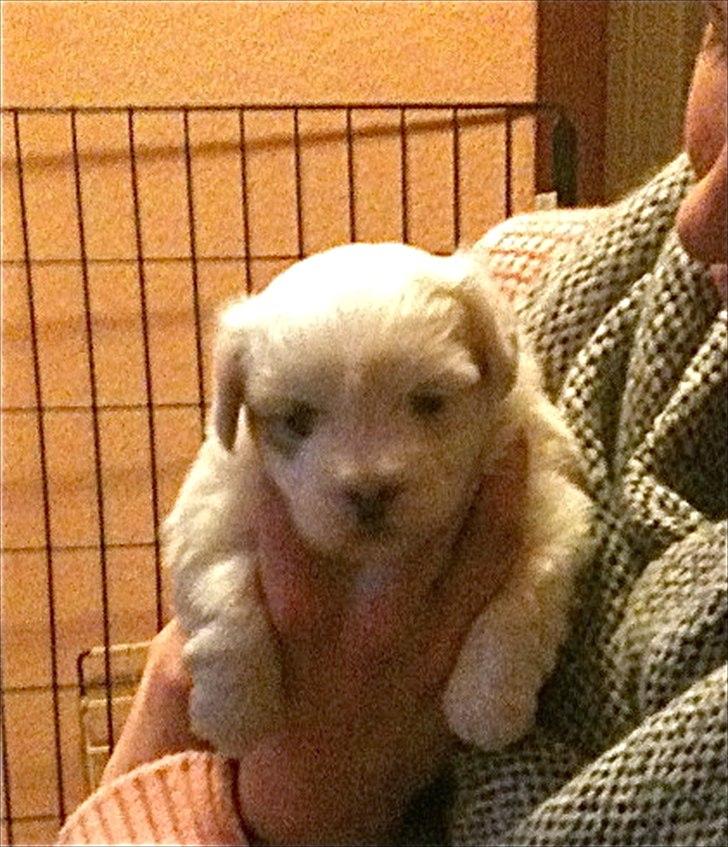 Coton de tulear Chili billede 1