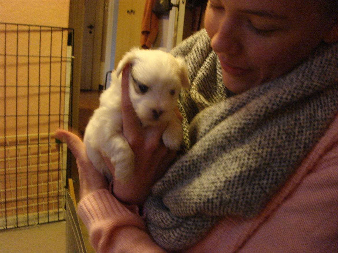 Coton de tulear Chili billede 2