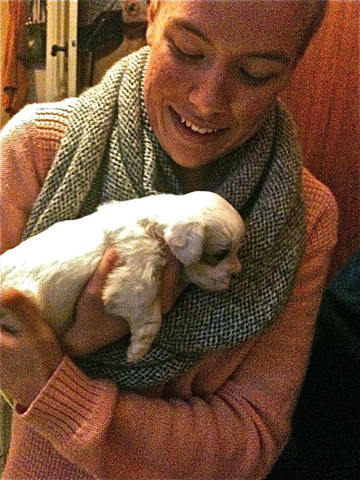 Coton de tulear Chili billede 3