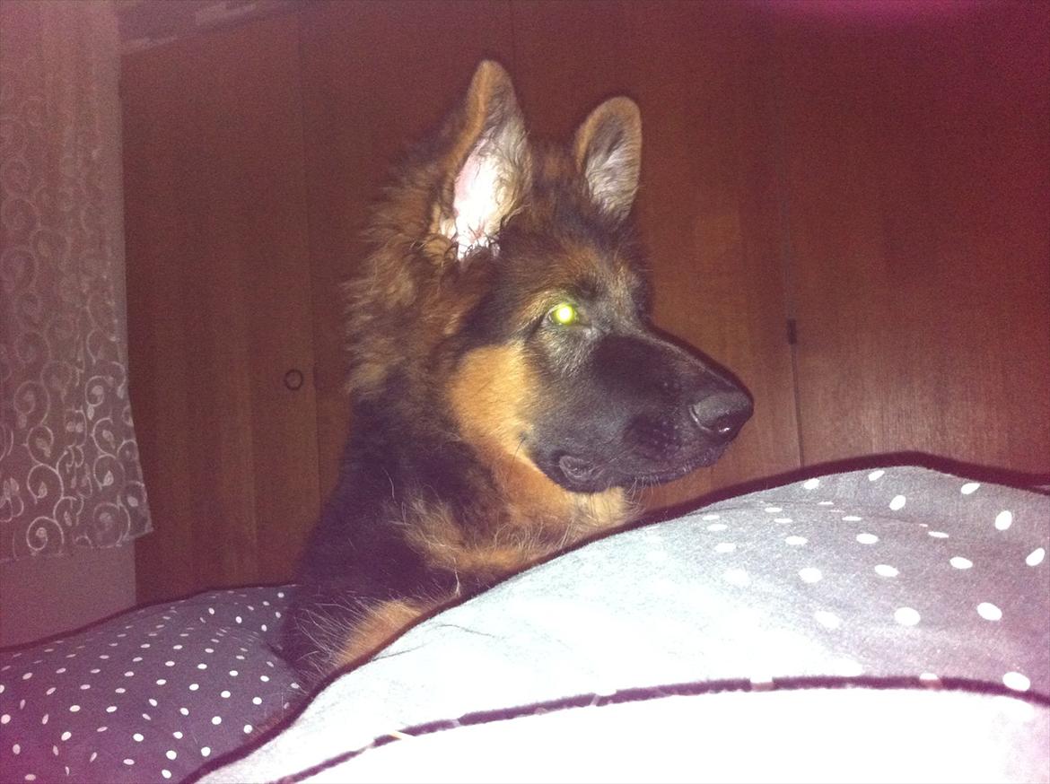 Schæferhund Langtoftens Cato billede 4