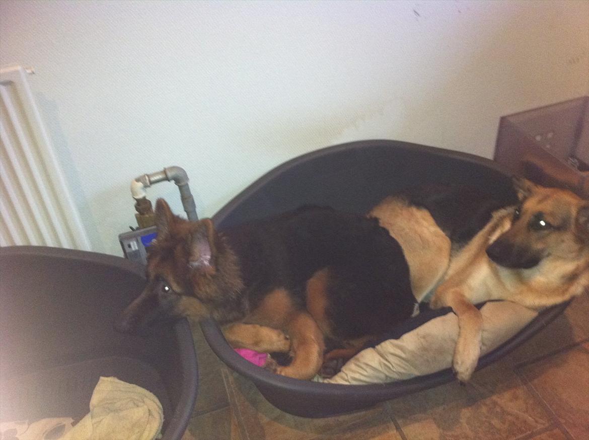 Schæferhund Langtoftens Cato - elsker min hundemor. Hun er så dejlig varm billede 5