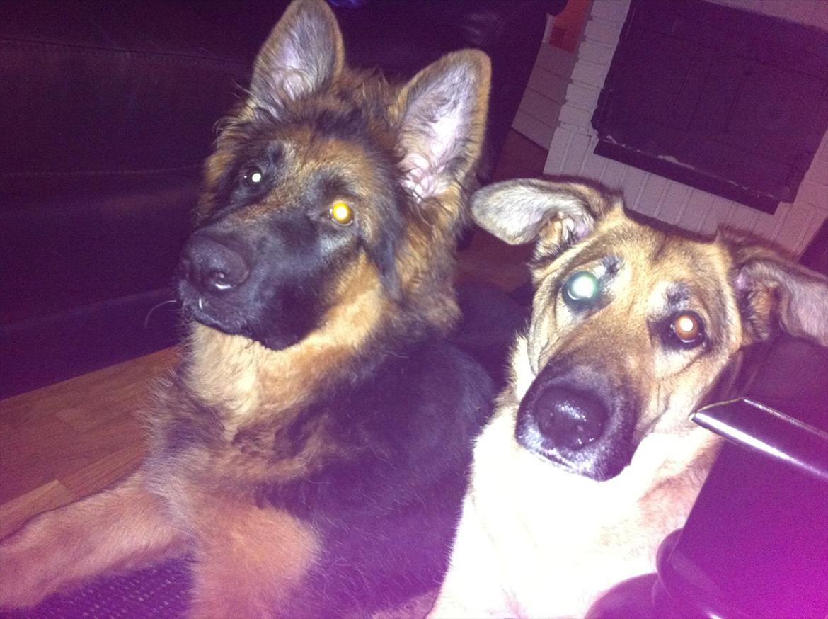 Schæferhund Langtoftens Cato - så er det tigge tid billede 6