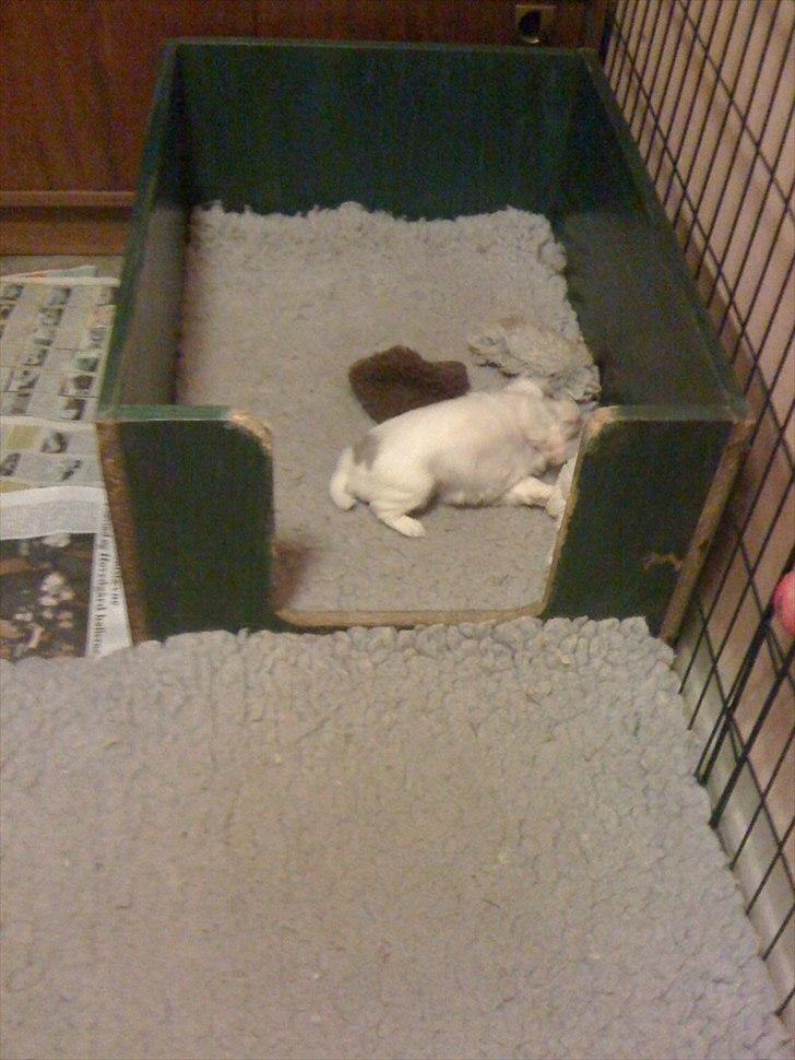 Coton de tulear Chili billede 4