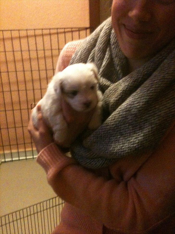Coton de tulear Chili billede 5
