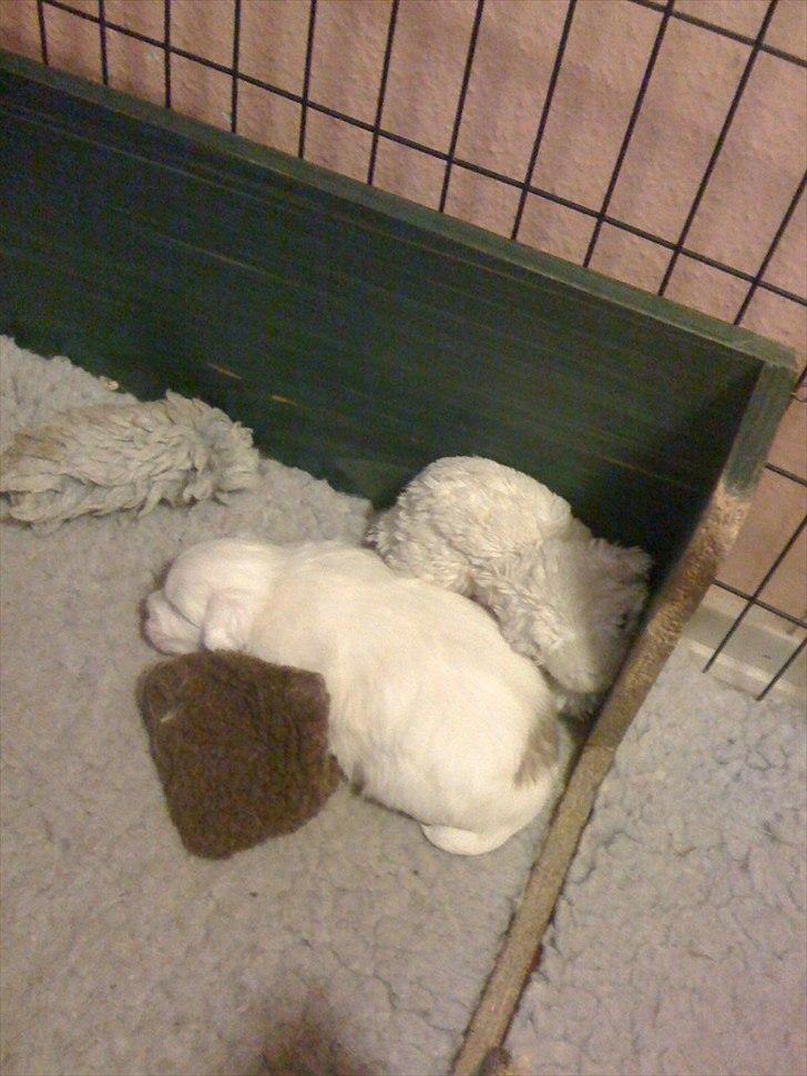 Coton de tulear Chili billede 6