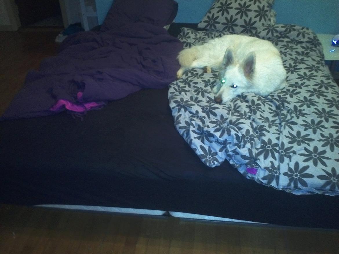 Hvid schæfer mille - nu er det ved at være aften, så hvis i også er klar, så kan vi godt sove da..:-) billede 7