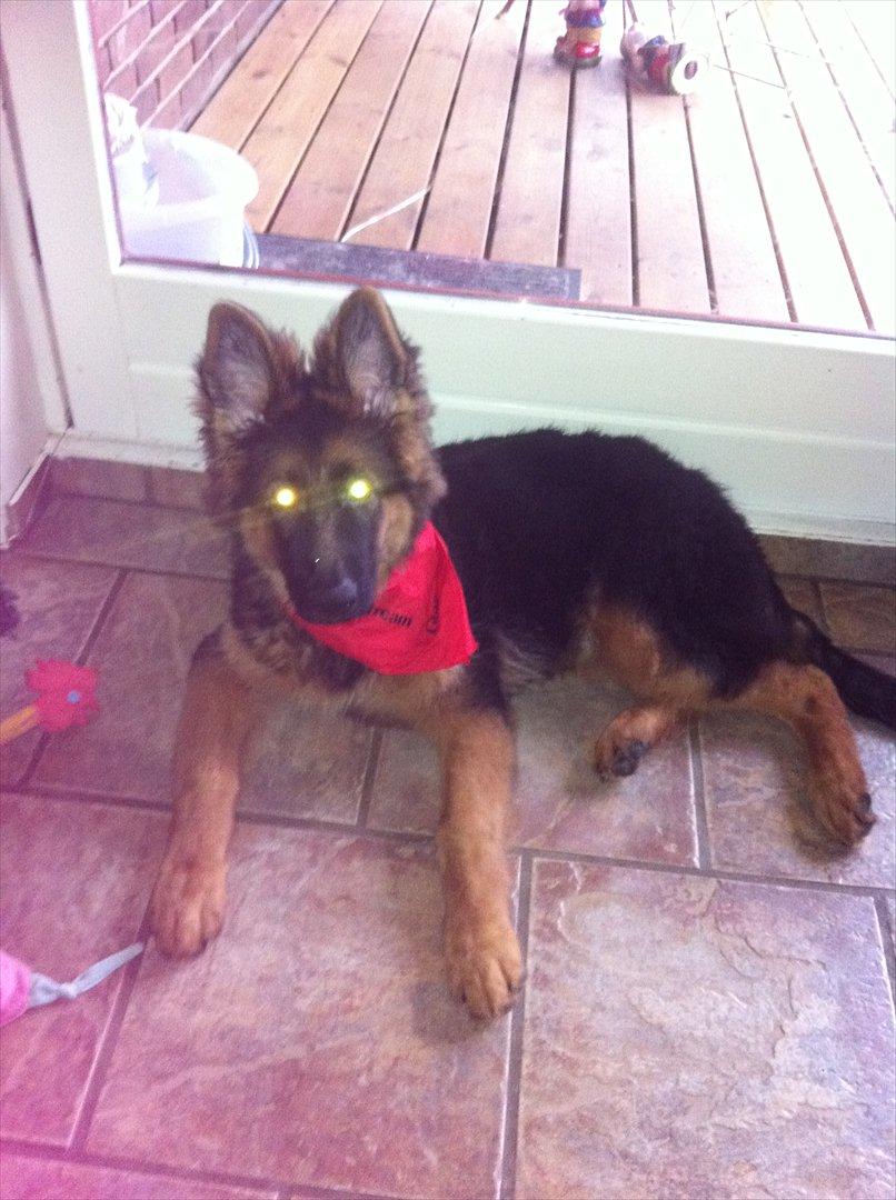 Schæferhund Langtoftens Cato billede 9