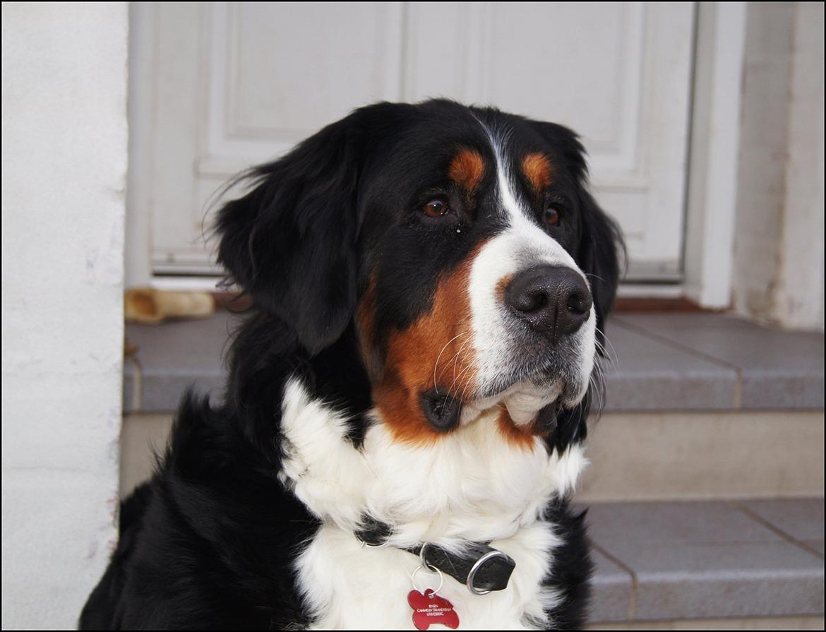 Berner sennenhund Bella billede 2