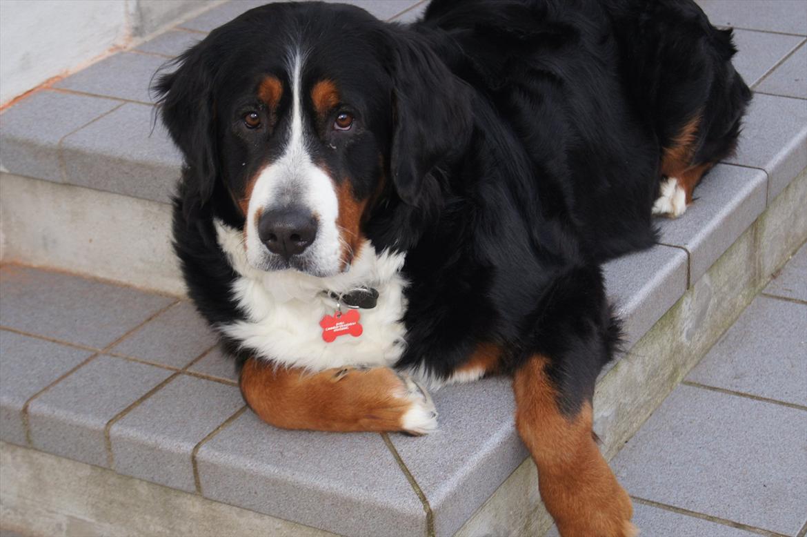 Berner sennenhund Bella billede 9