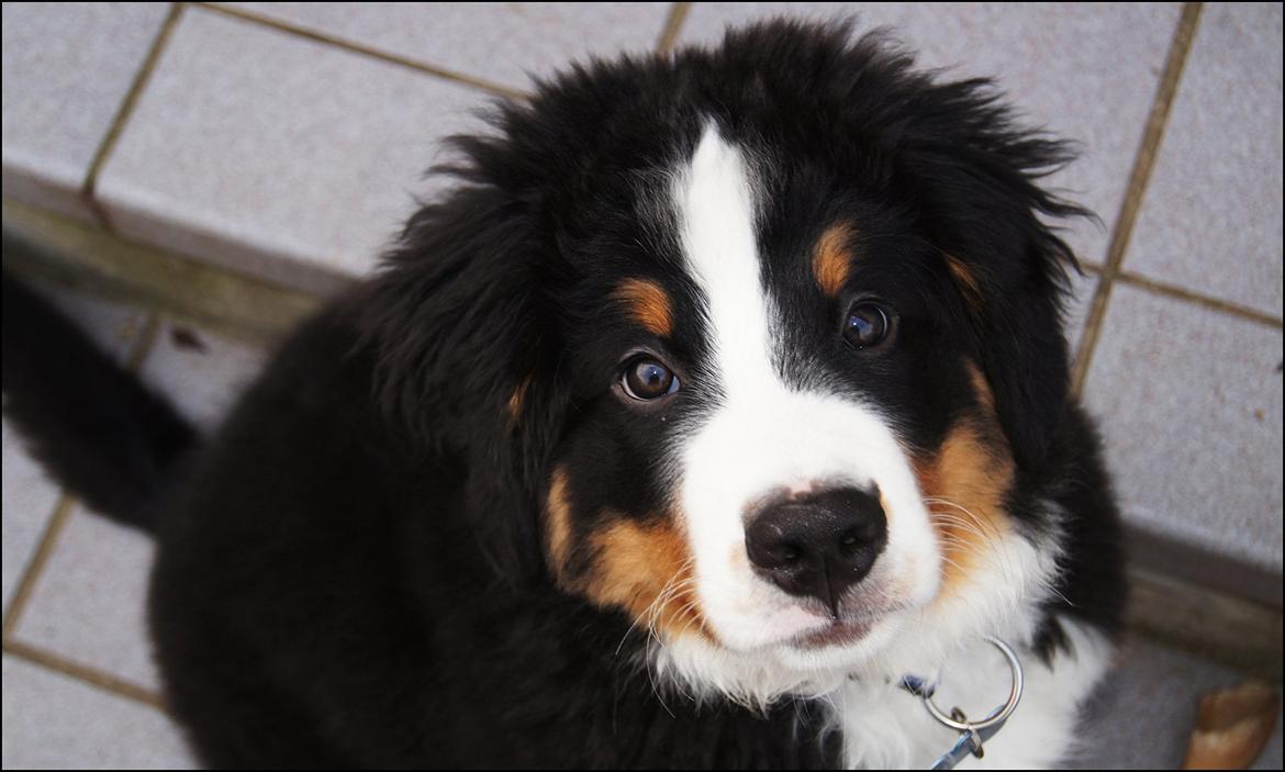 Berner sennenhund Rocky Queen Elsa *Cody* billede 16