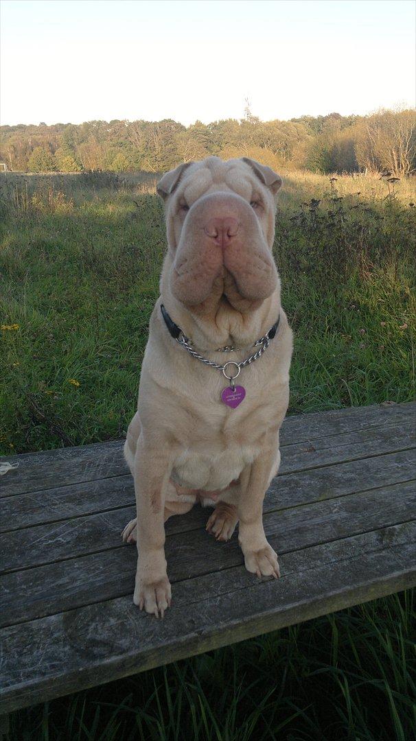 Shar pei Jamaika von Isabella moon billede 7