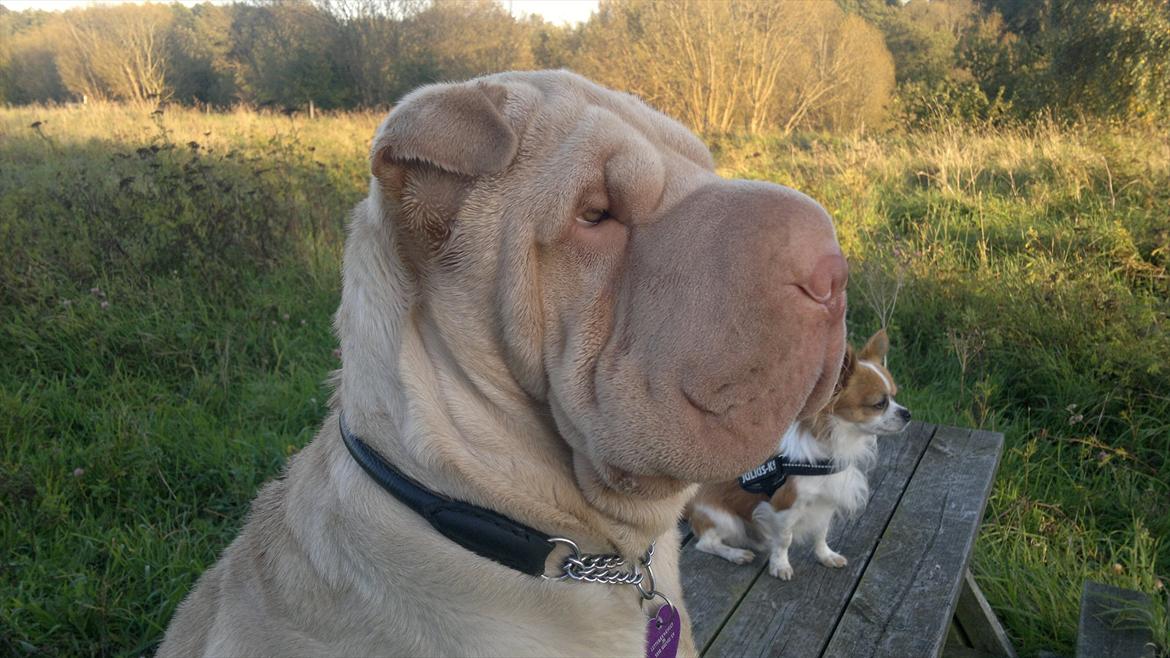 Shar pei Jamaika von Isabella moon billede 8