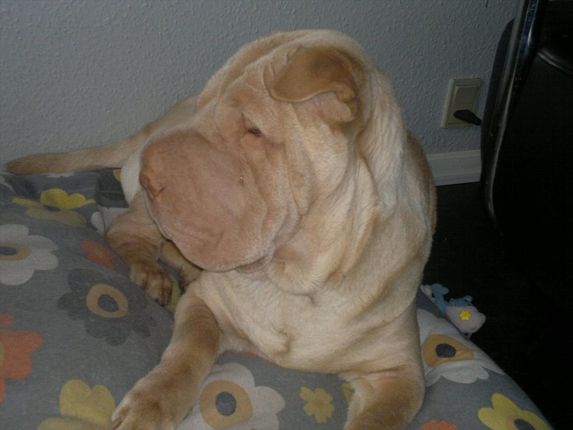 Shar pei Jamaika von Isabella moon billede 9