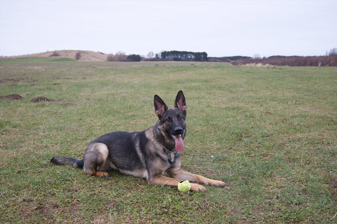 Schæferhund ZIKA billede 1