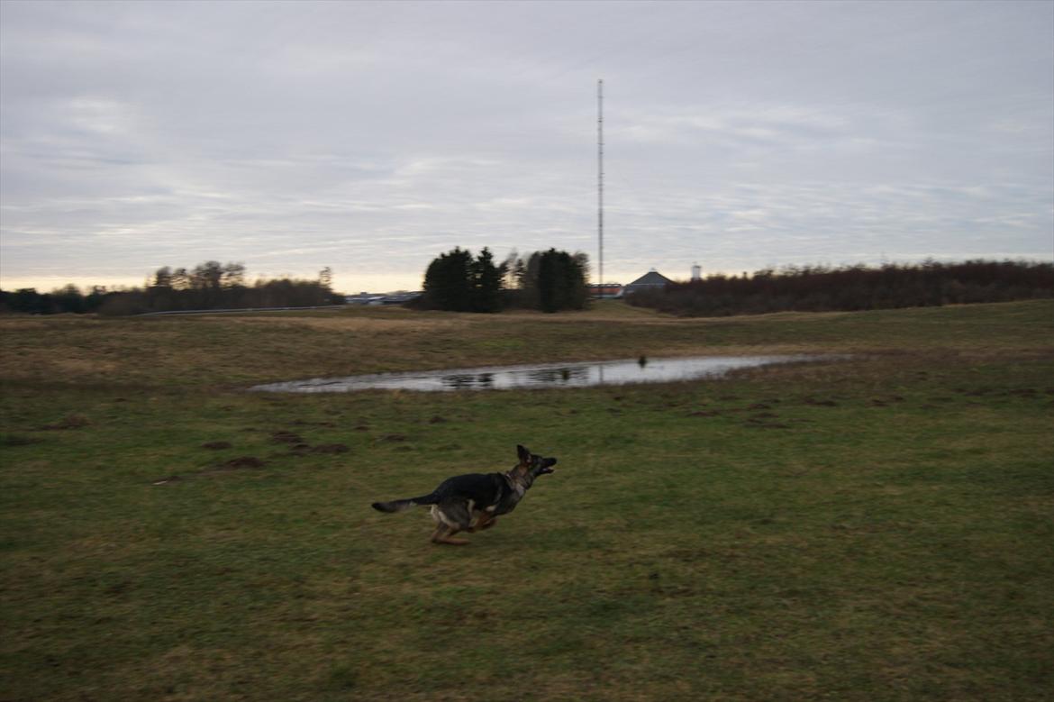 Schæferhund ZIKA billede 2