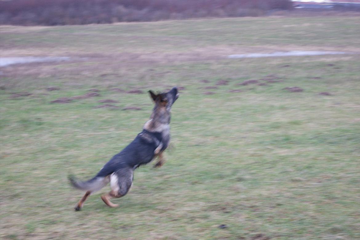 Schæferhund ZIKA billede 3