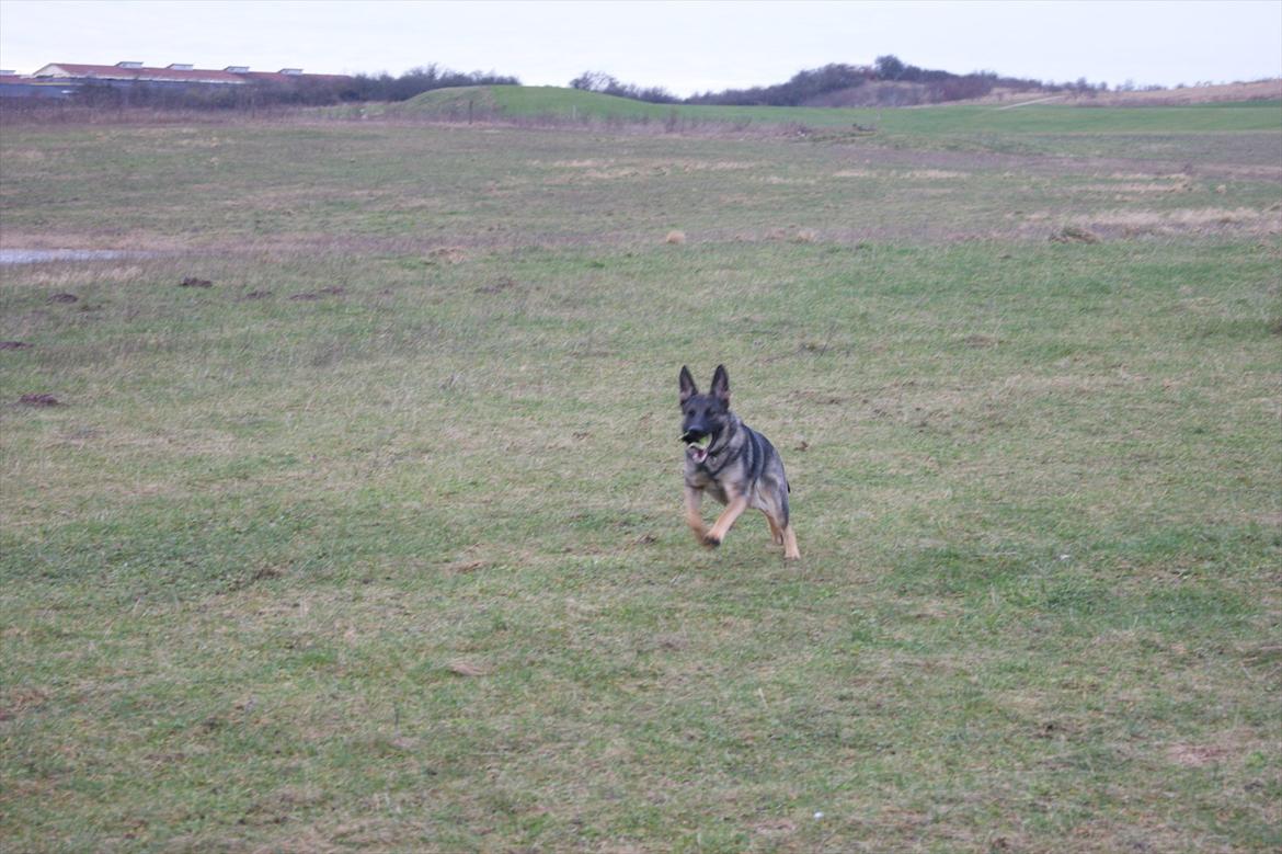 Schæferhund ZIKA billede 4