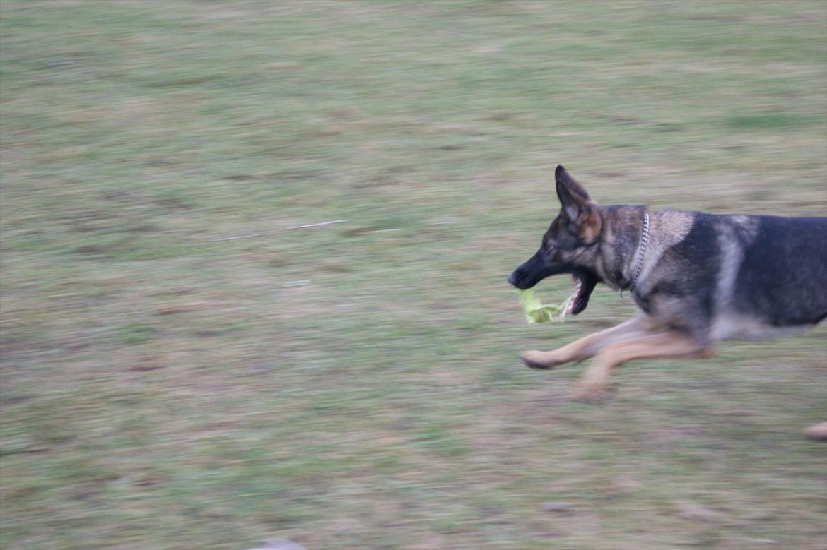 Schæferhund ZIKA billede 5