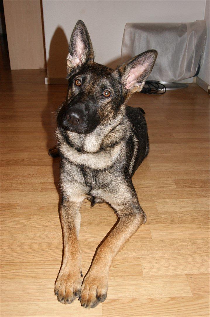 Schæferhund ZIKA billede 6