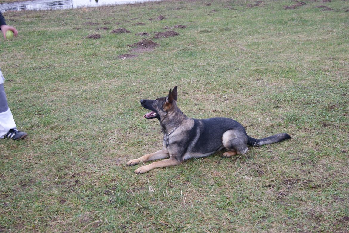 Schæferhund ZIKA billede 7