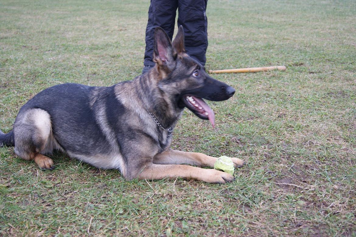 Schæferhund ZIKA billede 8