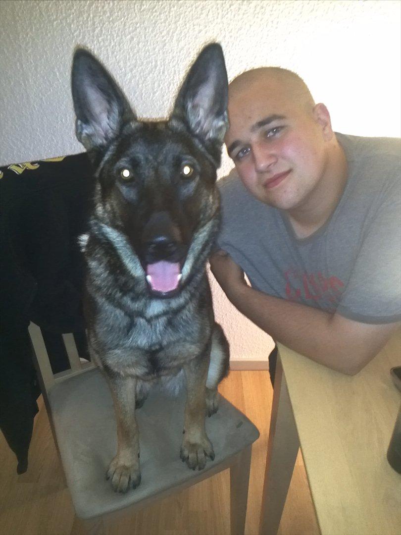 Schæferhund ZIKA billede 9