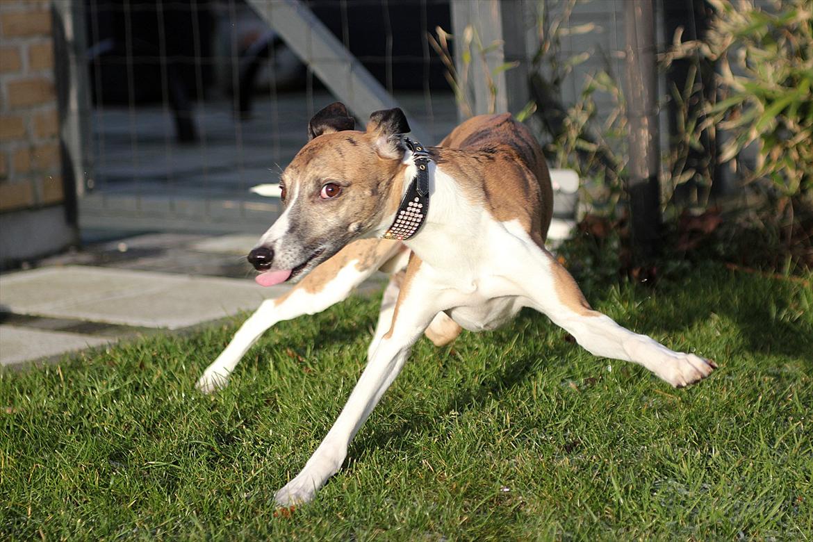Whippet Airescot Baffinbay Bobbie - se dum ud for en 10'er xD billede 1