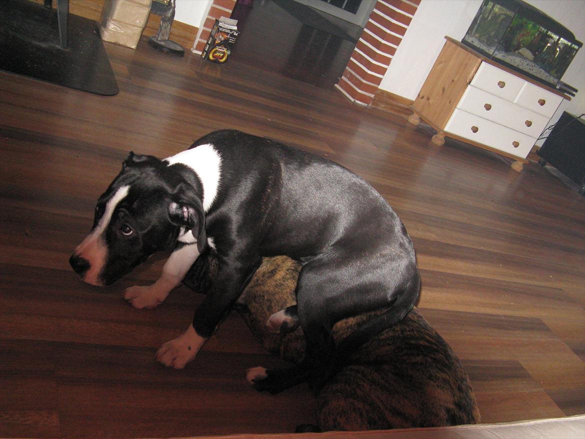 Olde victorian bulldogge Buster  billede 11