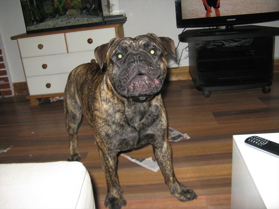 Olde victorian bulldogge Buster  billede 12