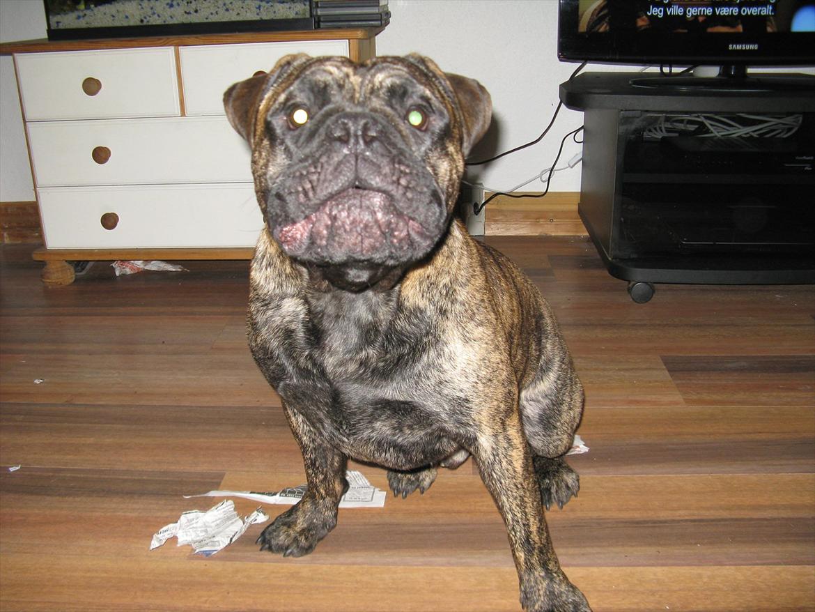 Olde victorian bulldogge Buster  billede 13