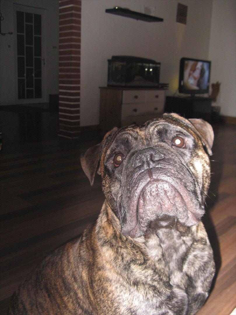 Olde victorian bulldogge Buster  billede 14