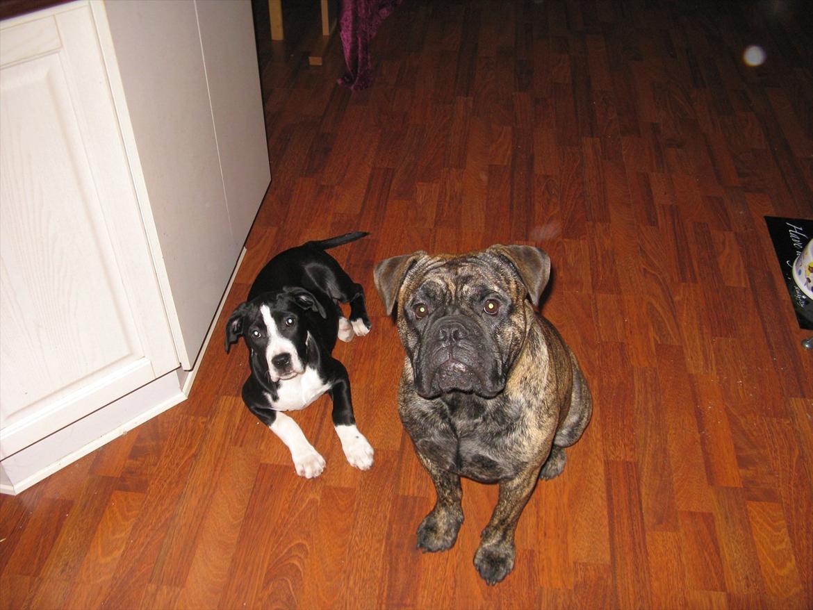 Olde victorian bulldogge Buster  billede 15