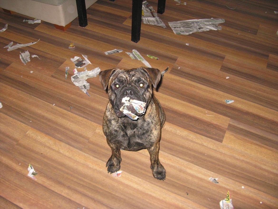 Olde victorian bulldogge Buster  billede 16