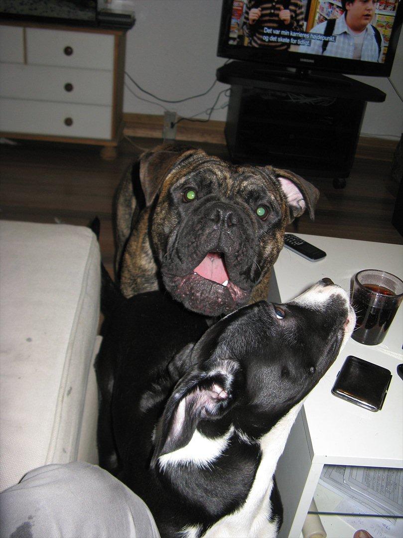 Olde victorian bulldogge Buster  billede 17