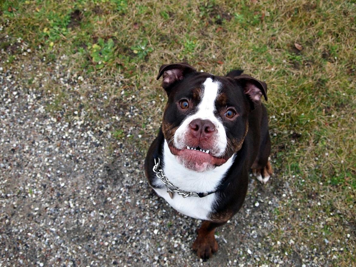 Renascence Bulldogge Velvet & Steel's Somehe Gargoyle  " Trunte " - 1 år billede 2