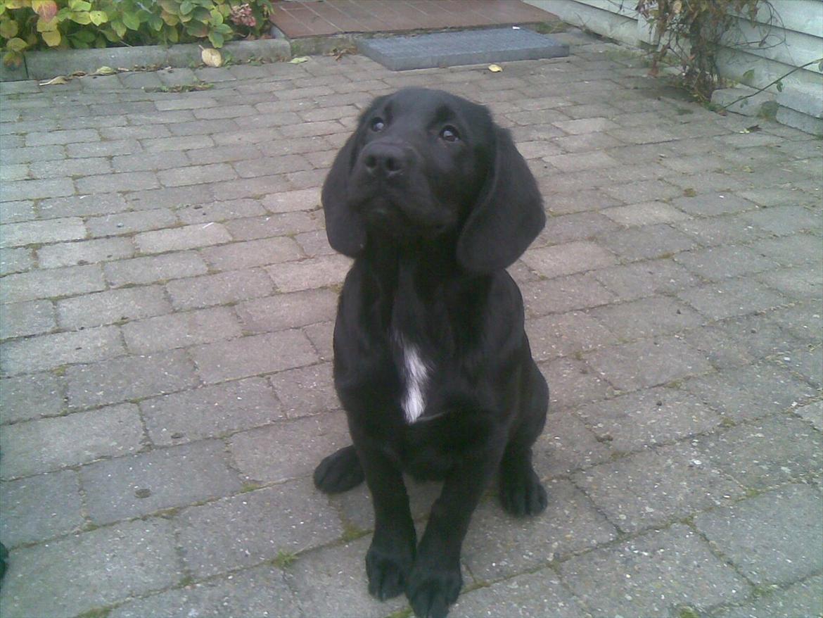 Labrador retriever Tøsen billede 1