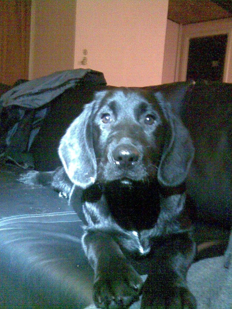 Labrador retriever Tøsen billede 2