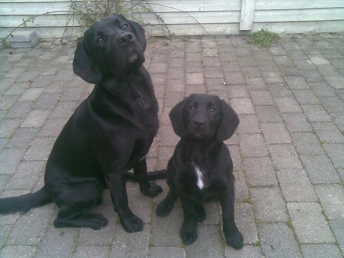 Labrador retriever Tøsen billede 3