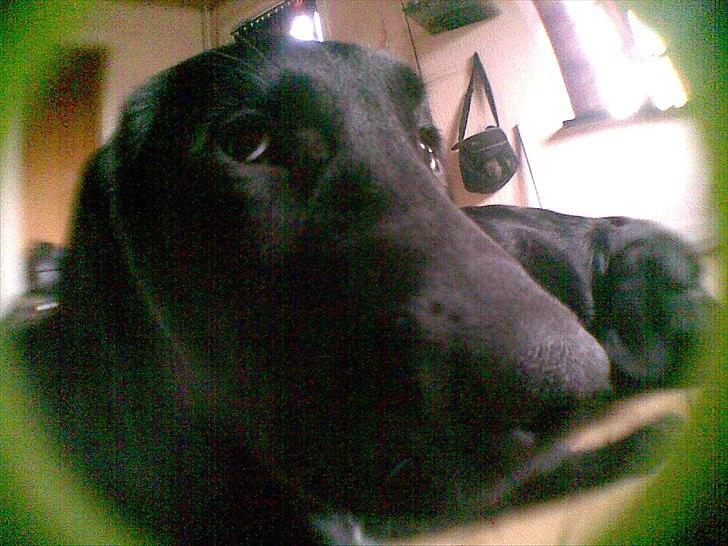 Labrador retriever Tøsen - se øjene. lige klar til at bide efter cameraet.  billede 4